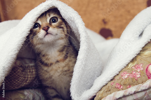 Bengal Kitten © id-foto.de