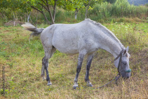 white domestic mare