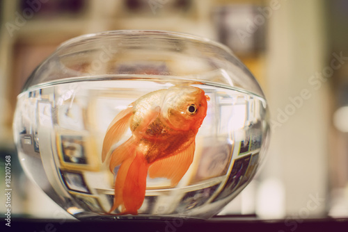 Photography fish die in clear glass.