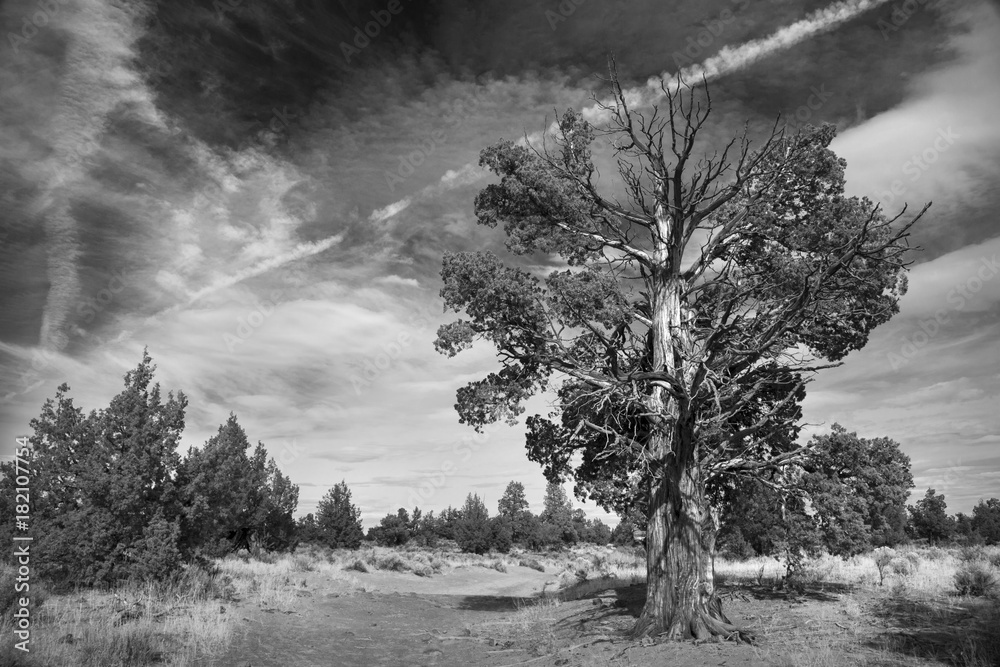 Obraz premium Junipers, Oregon Badlands