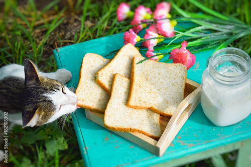 morning time milk and whole wheat bread in garden