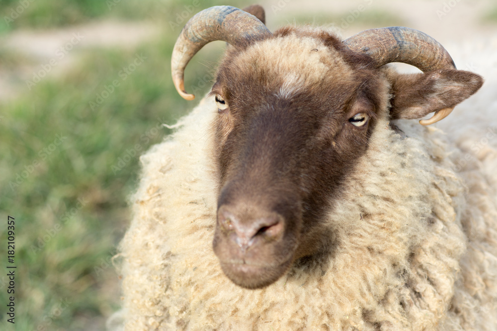 Close Up of Shetland Ram