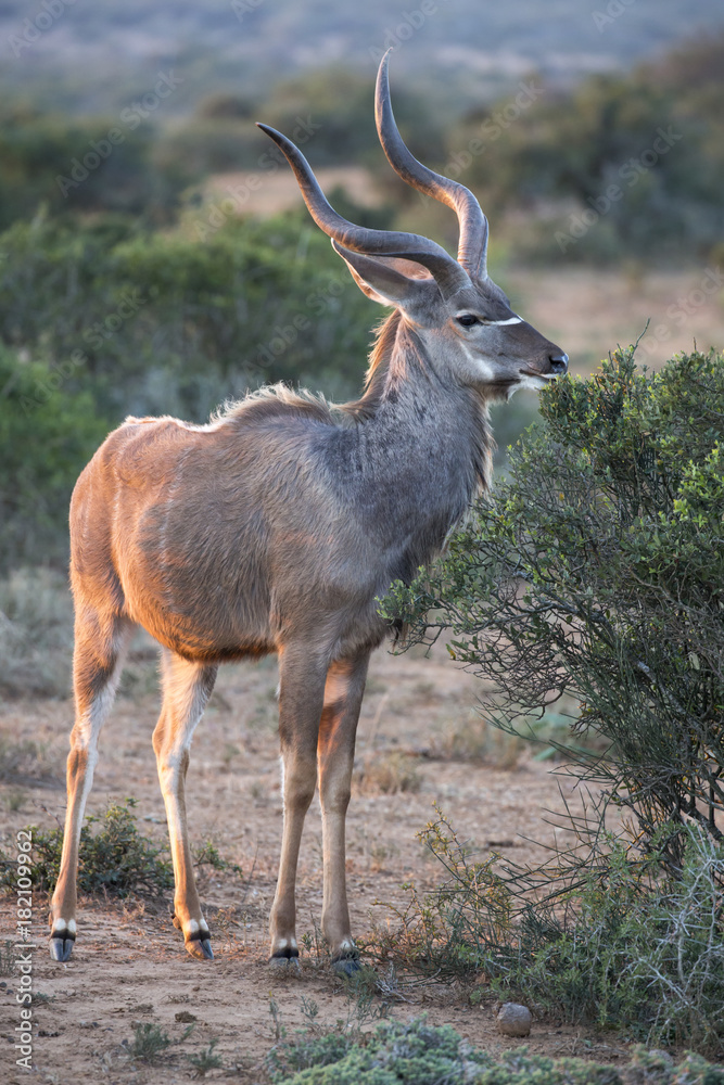Fototapeta premium Kudu Antelope with Long Horns