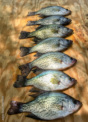 Photography Crappie fish displayed on wood board