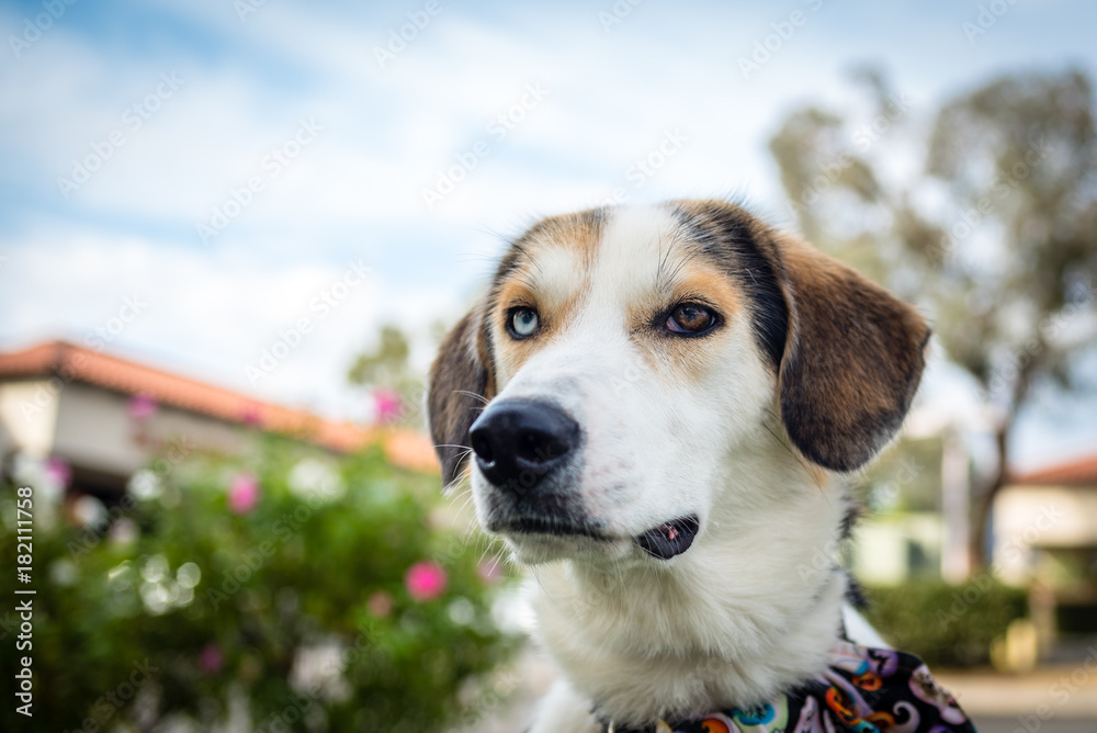 Portrait of a husky beagle mix dog outside with a brown and a blue eye.
