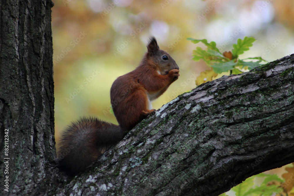squirrel in autumn forest squirrel in autumn forest