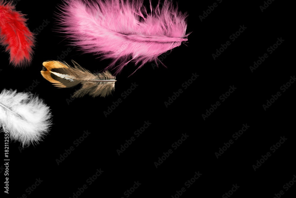 Obraz premium Feather.