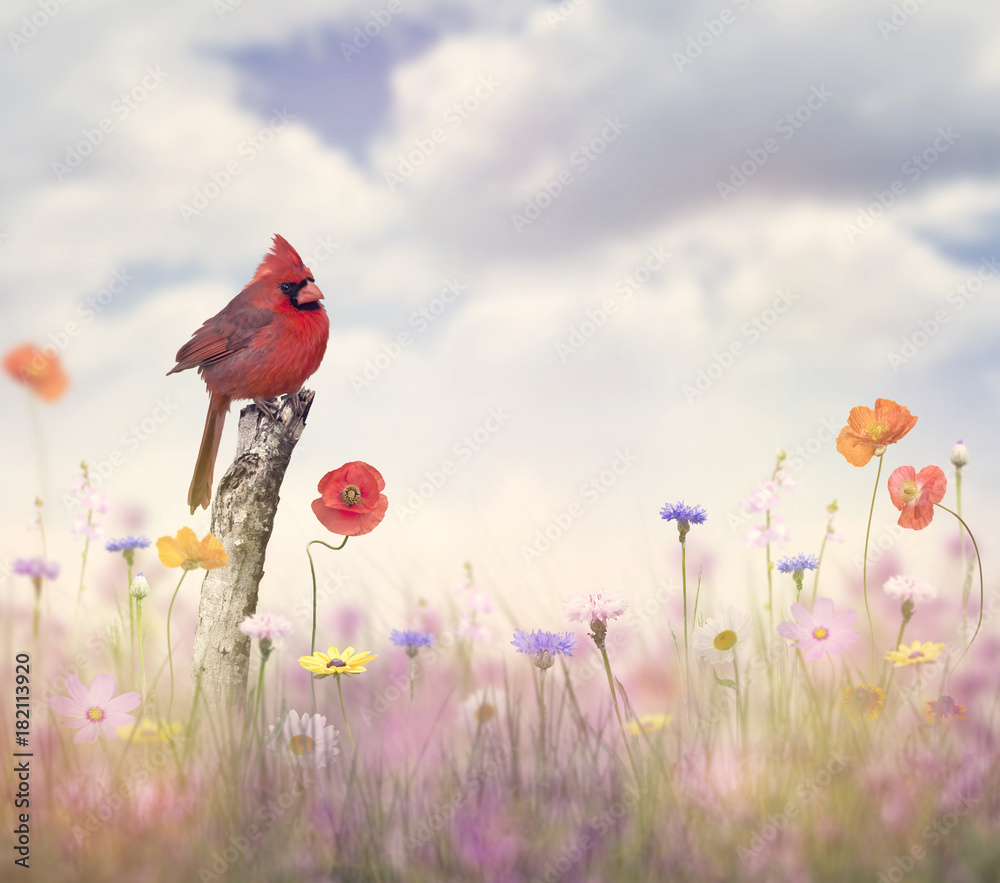 Cardinal bird in a flower field