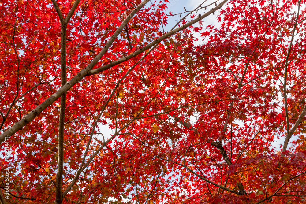 紅葉の美しい香嵐渓 紅葉の美しい香嵐渓