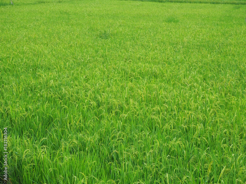 Paddy Paddy