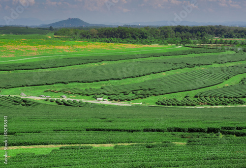 Panorama Green tea plantation landscape  Chiang Rai  Thailand.