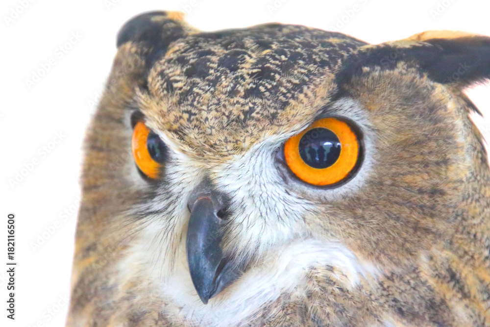 Obraz premium Owl II