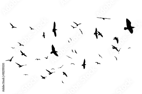 Naklejka Latające ptaki sylwetki na białym tle. Ilustracji wektorowych. latający ptak na białym tle.