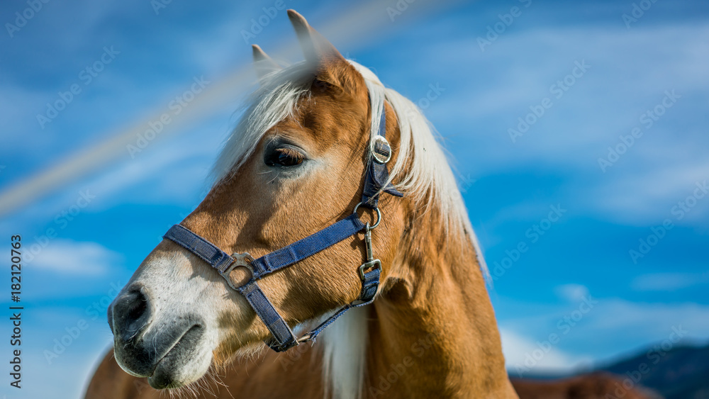 Obraz premium Horse Sky Background
