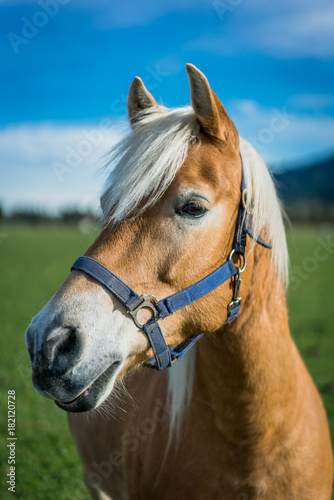 Horse Vertical Picture