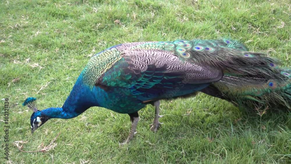 Peacocks are walking for food on green grass Peacocks are walking for food on green grass