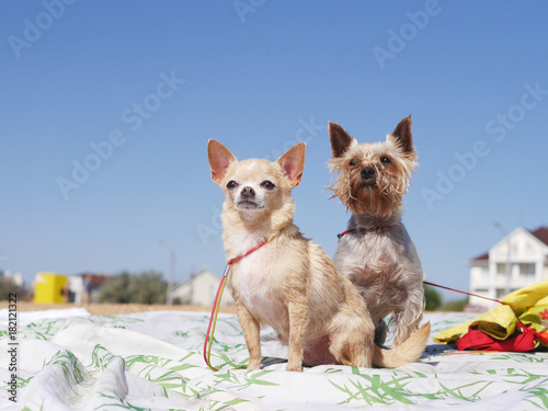 Little dogs on a picnic, on a beach. The Yorkshire Terrier and the Chihuahua are on a sunny summer day. Portrait of an animal dog on a blue sky background.