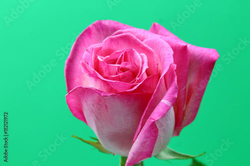 A close up of a Rose flowers