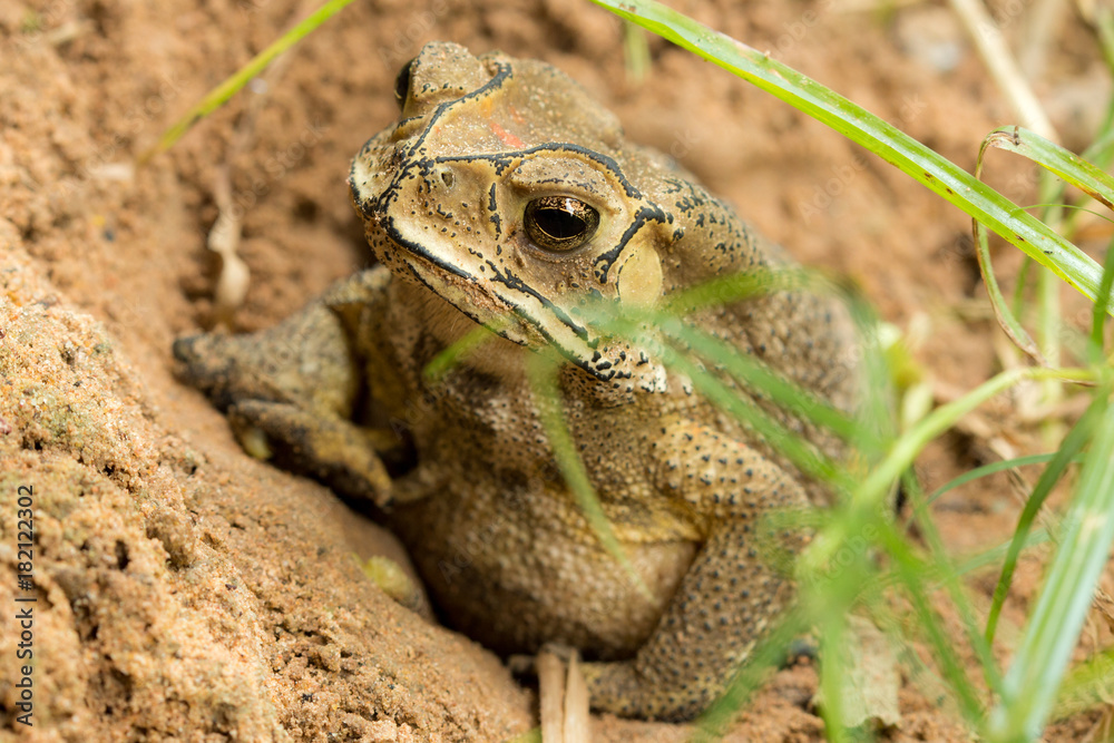 Obraz premium Toad hibernate.