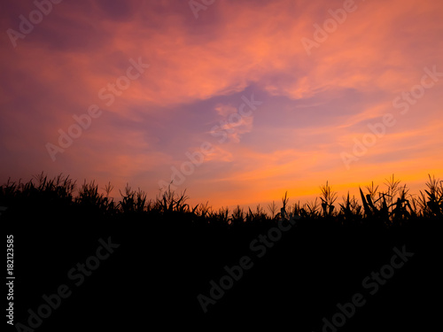 cornfield silhouette,Sunset at cornfield.