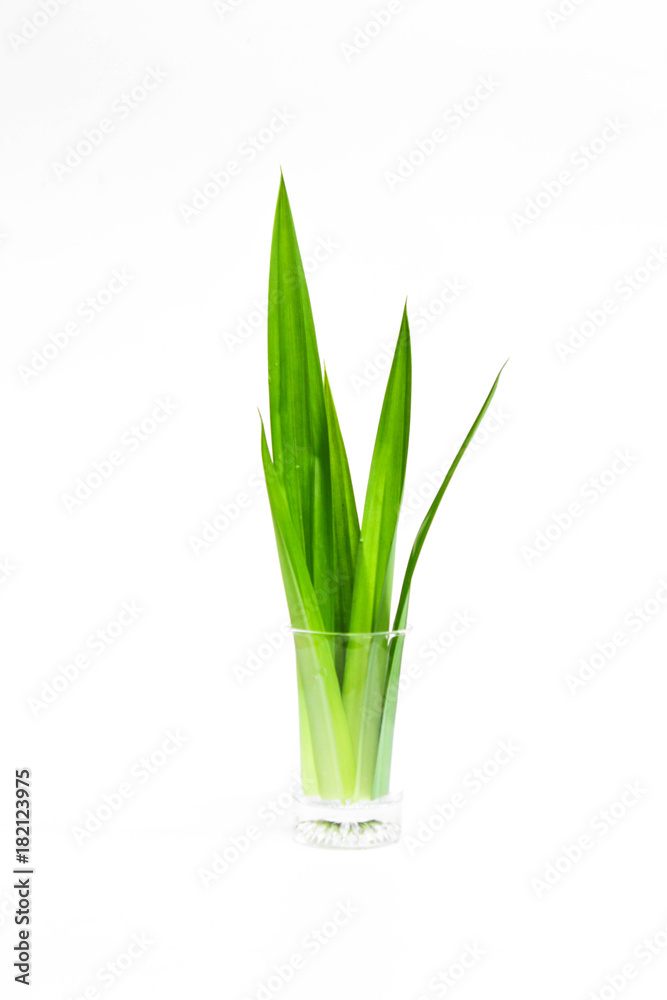Fresh Pandan leaves isolated on white background Fresh Pandan leaves isolated on white background