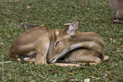 Deer. The young deer sleeps curled up.