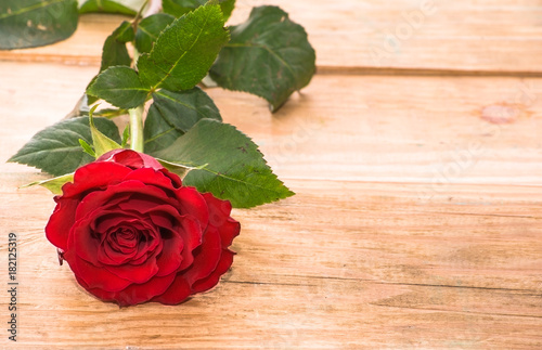 Red rose on wooden background for valentine s day and womens s day greeting card