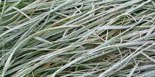 green grass in the hoar-frost forms a beautiful graphic pattern