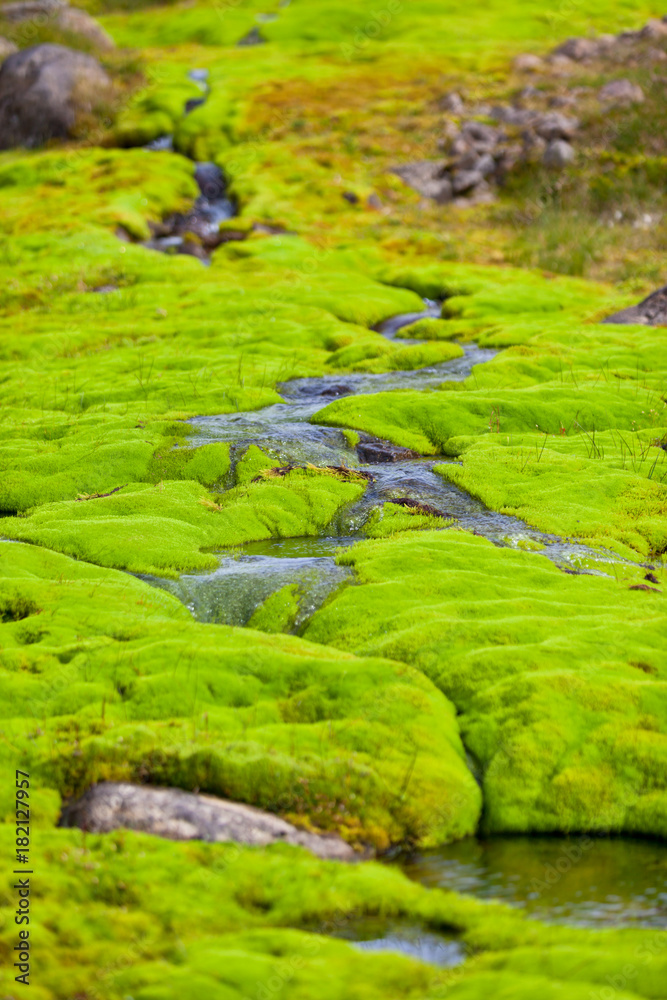 Iceland Small River Stream with green moss Iceland Small River Stream with green moss