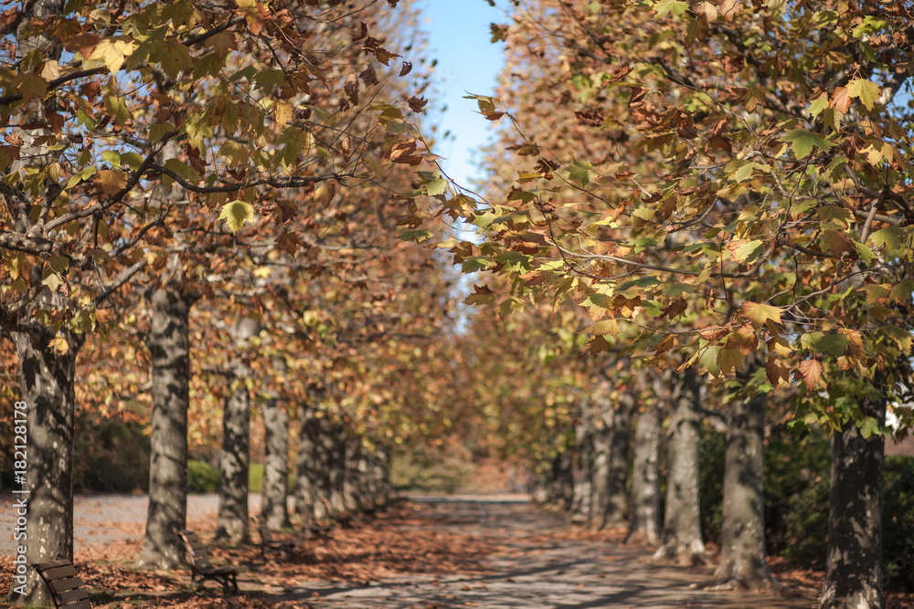 park autumn relax life