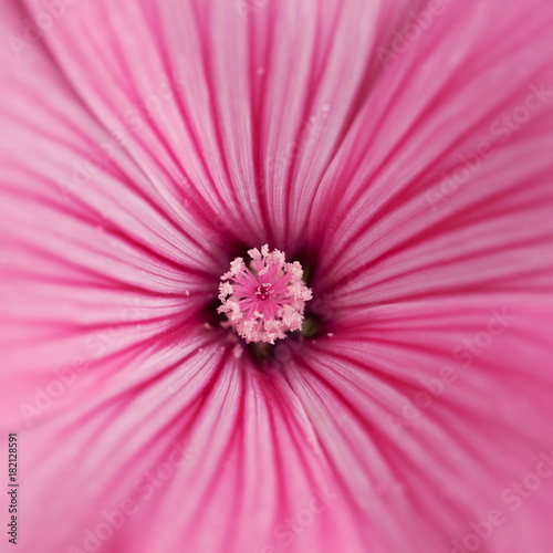 beautiful bright pink flower with striped petals