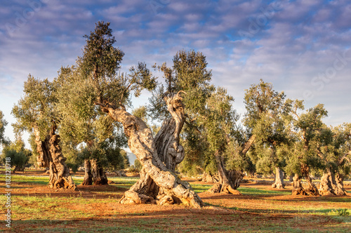 Puglia Ulivo Secolare photo