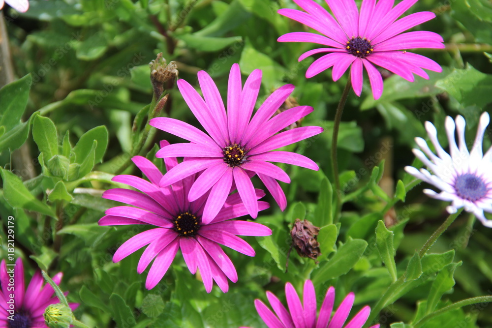 Monte, Madeira, Portugal, Flowers