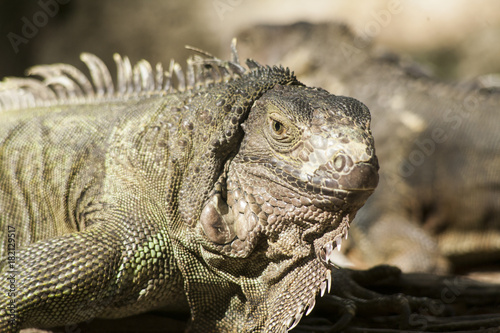 Green iguana or Common iguana   Is a species of iguana native to Central and South America