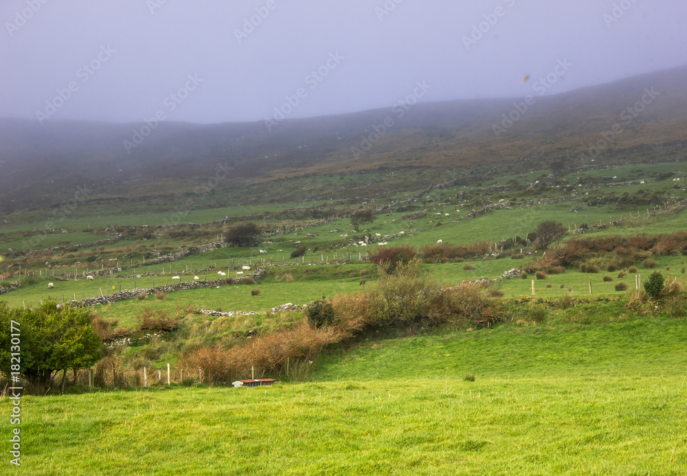 a herd of sheep on a green field and red grass