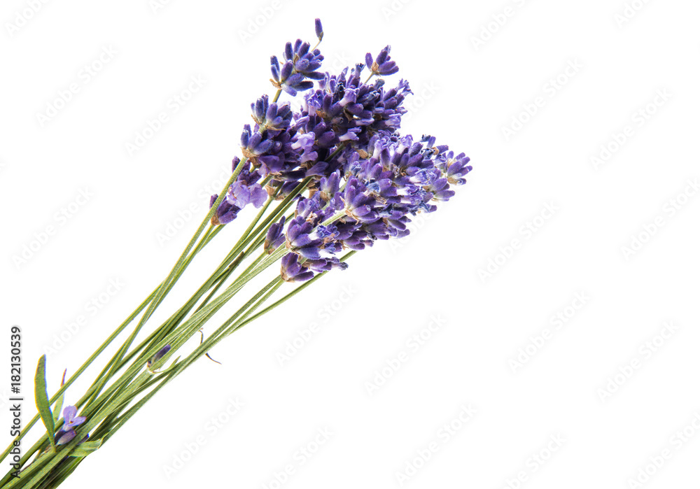 Fototapeta premium bukiet lawendy na białym tle