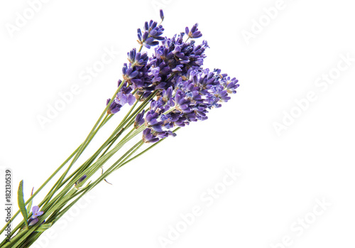 bouquet of lavender isolated
