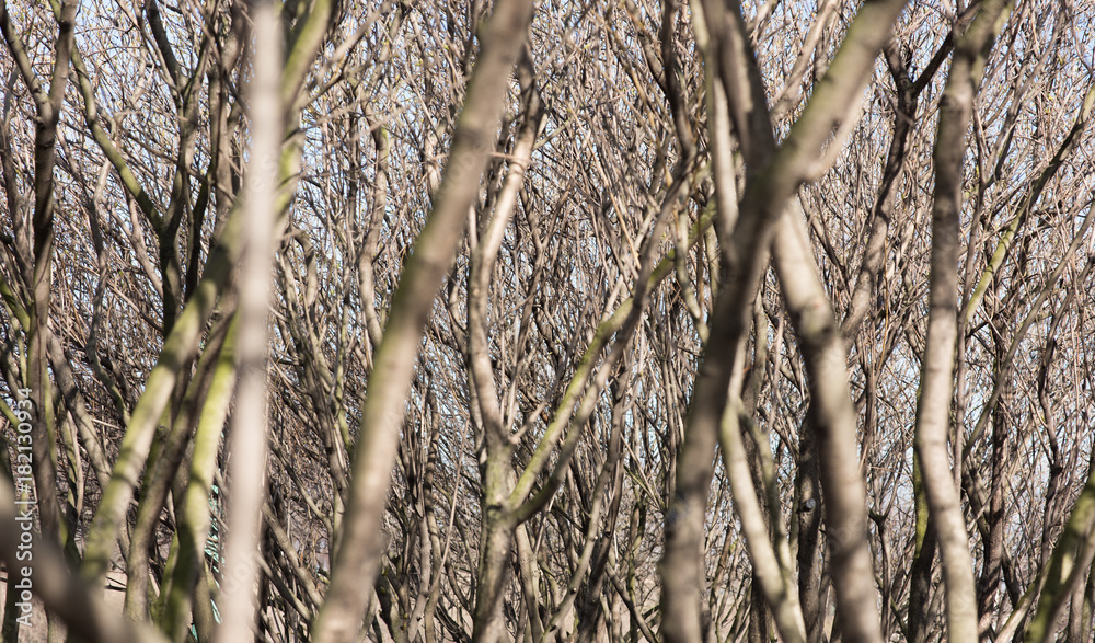 The trunks of young trees knowledge bases of the leaves in the light of the spring sun The trunks of young trees knowledge bases of the leaves in the light of the spring sun
