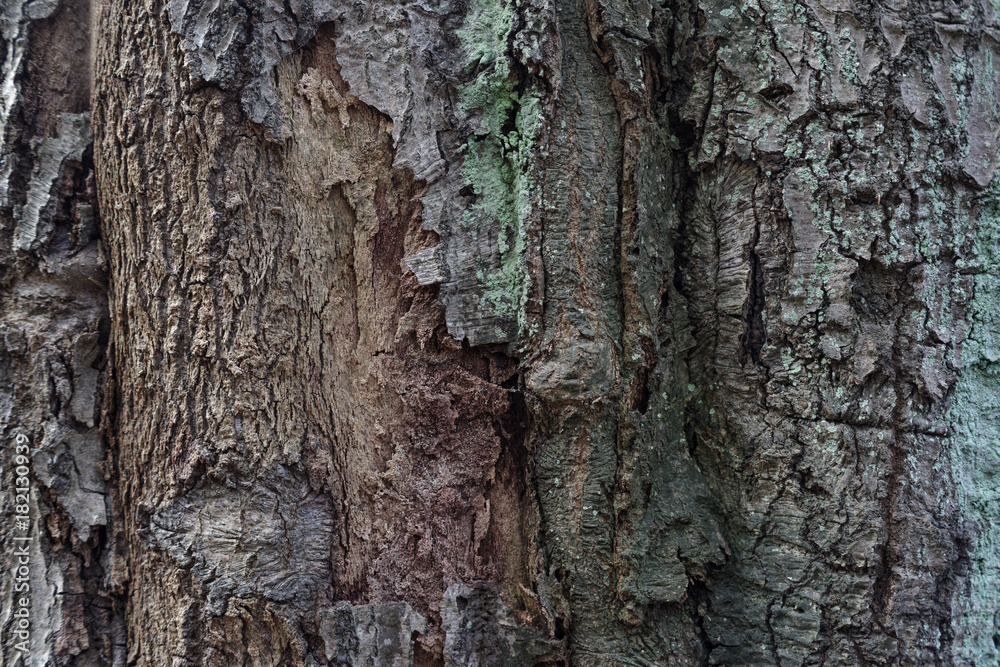 Fototapeta premium Baumrinde II