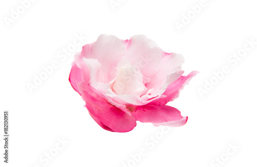 pink oleander flowers isolated