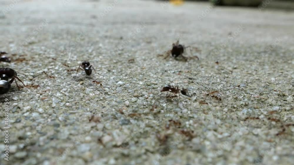 video closeup ants walking, traffic and working on concrete . video closeup ants walking, traffic and working on concrete .