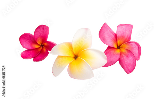 frangipani  plumeria  flower isolated