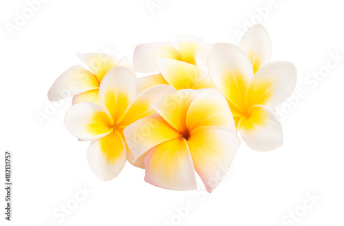 frangipani (plumeria) flower isolated