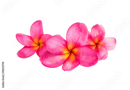 frangipani  plumeria  flower isolated