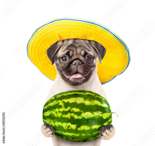 Funny dog with summer hat holds a whole watermelon.  isolated on white background © Ermolaev Alexandr