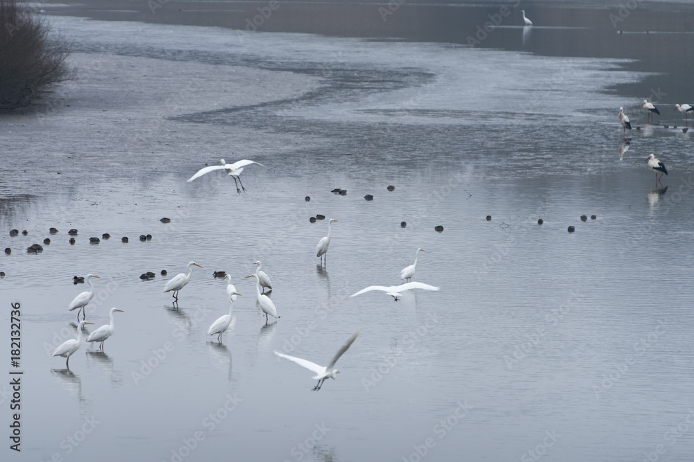 Frankreich, das Sauerdelta im Elsass mit Silberreiher.