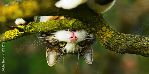 cat biting a branch upside down
