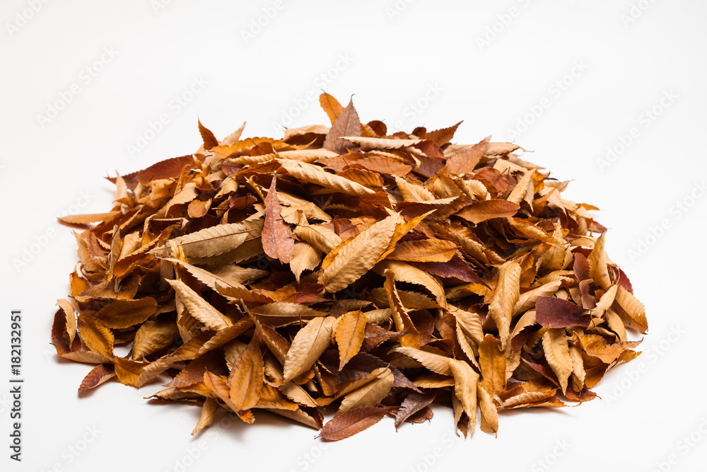 Filemot on a white background of in autumn Filemot on a white background of in autumn