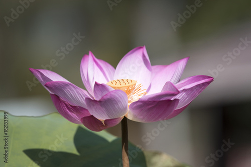 beautiful lotus flower