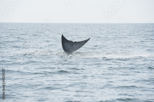 Bryde's whale, Whale in gulf of Thailand.. © Thiradech